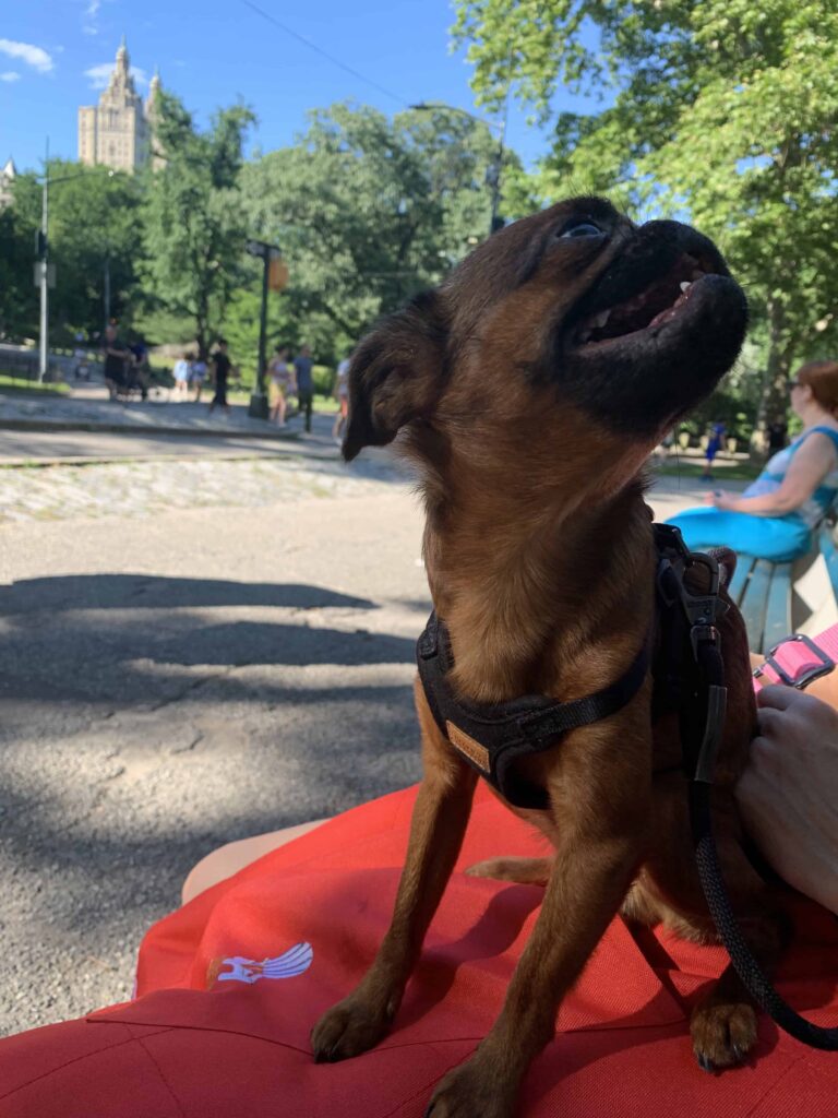 brussels griffon in central park nyc