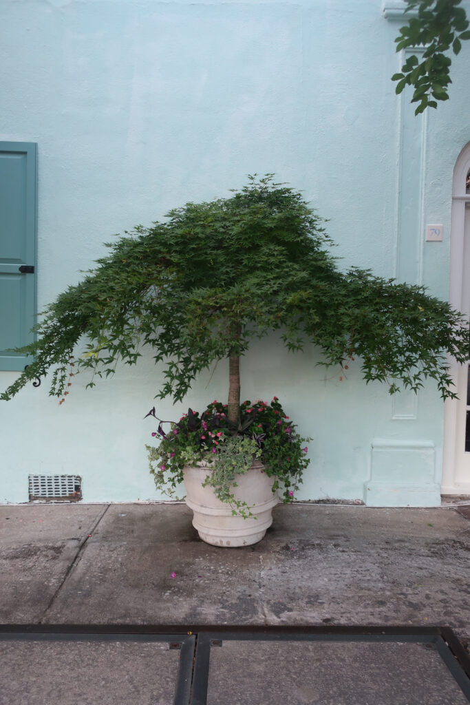 woman on rainbow row in charleston; charleston historic district; things to do in charleston south carolina; visit charleston south carolina; places to see outside of the historic district in charleston south carolina; southern united states state; usa road trip; southern charm; charleston flower boxes; mount pleasant charleston; beach towns; small town usa; daniels island south carolina; daniel island ferry south carolina