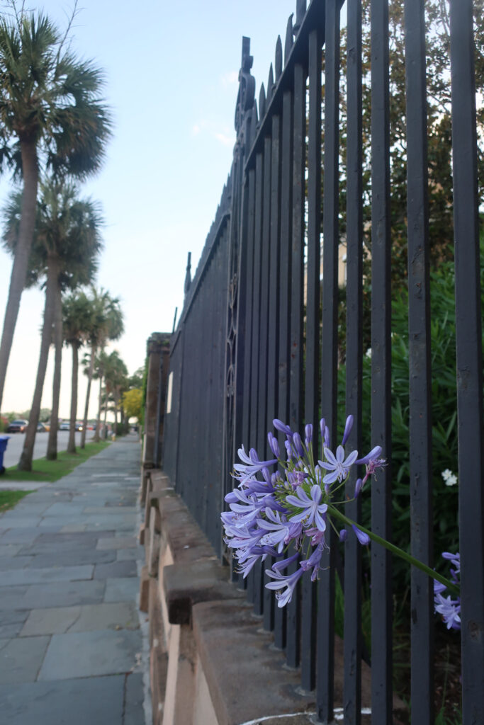 woman on rainbow row in charleston; charleston historic district; things to do in charleston south carolina; visit charleston south carolina; places to see outside of the historic district in charleston south carolina; southern united states state; usa road trip; southern charm; charleston flower boxes; mount pleasant charleston; beach towns; small town usa; daniels island south carolina; daniel island ferry south carolina