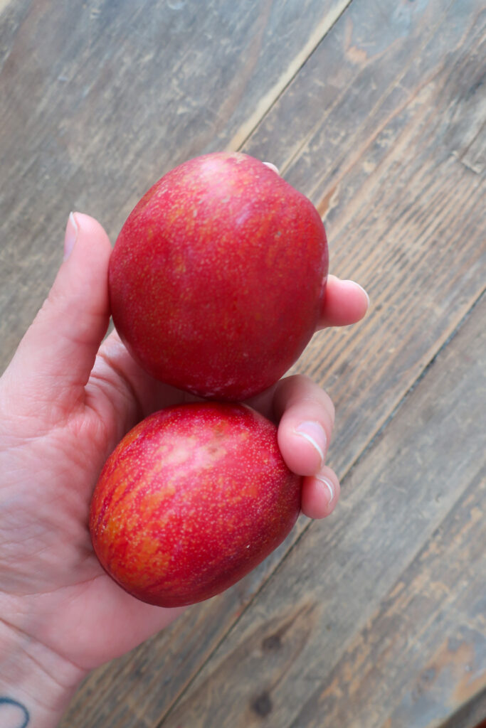 uncut plums used for single serve drop biscuit with cinnamon plum compote