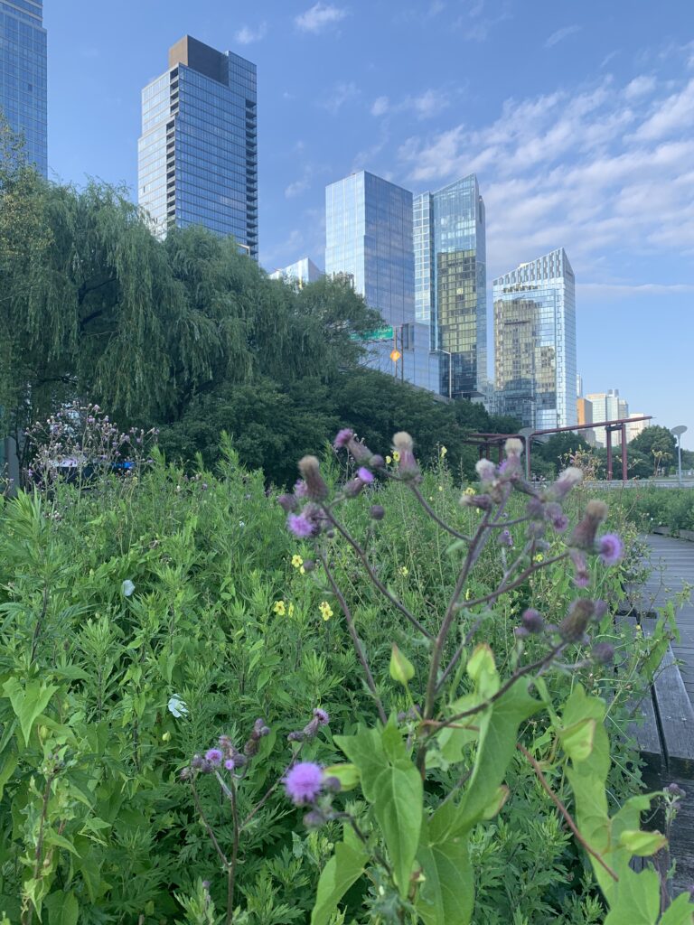 riverside park in upper west side new york city; summer in new york city