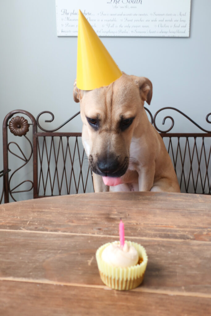 Dog wearing yellow party hat eating blueberry, pumpkni pupcake (dog cupcake) with peanut butter frosting for birthday celebration