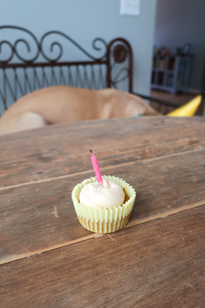 Dog wearing yellow party hat eating blueberry, pumpkni pupcake (dog cupcake) with peanut butter frosting for birthday celebration