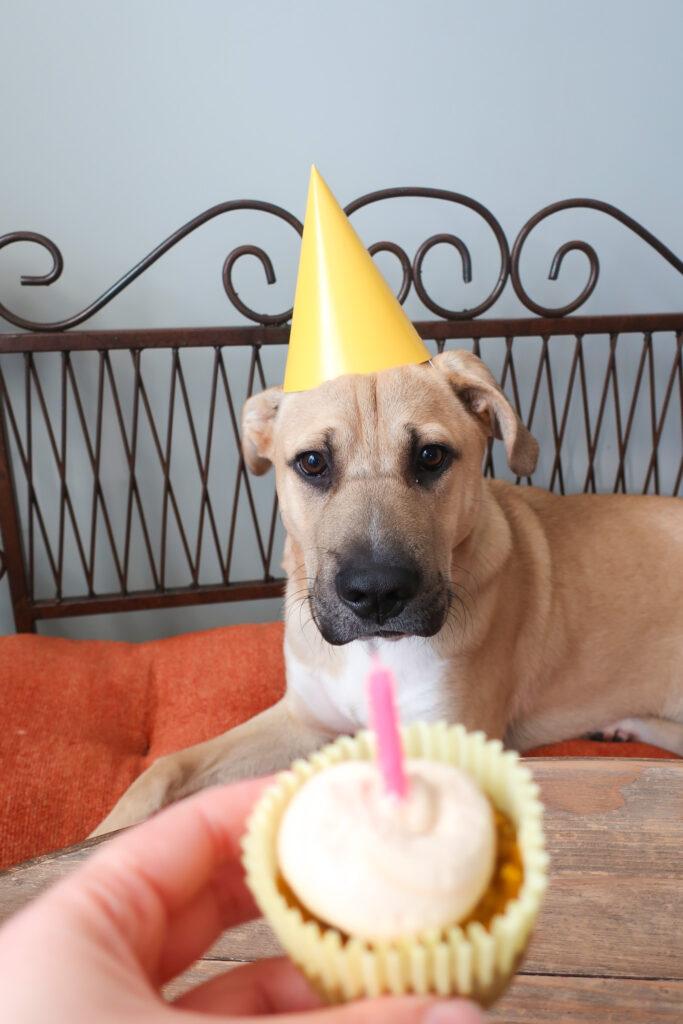 Dog wearing yellow party hat eating blueberry, pumpkni pupcake (dog cupcake) with peanut butter frosting for birthday celebration