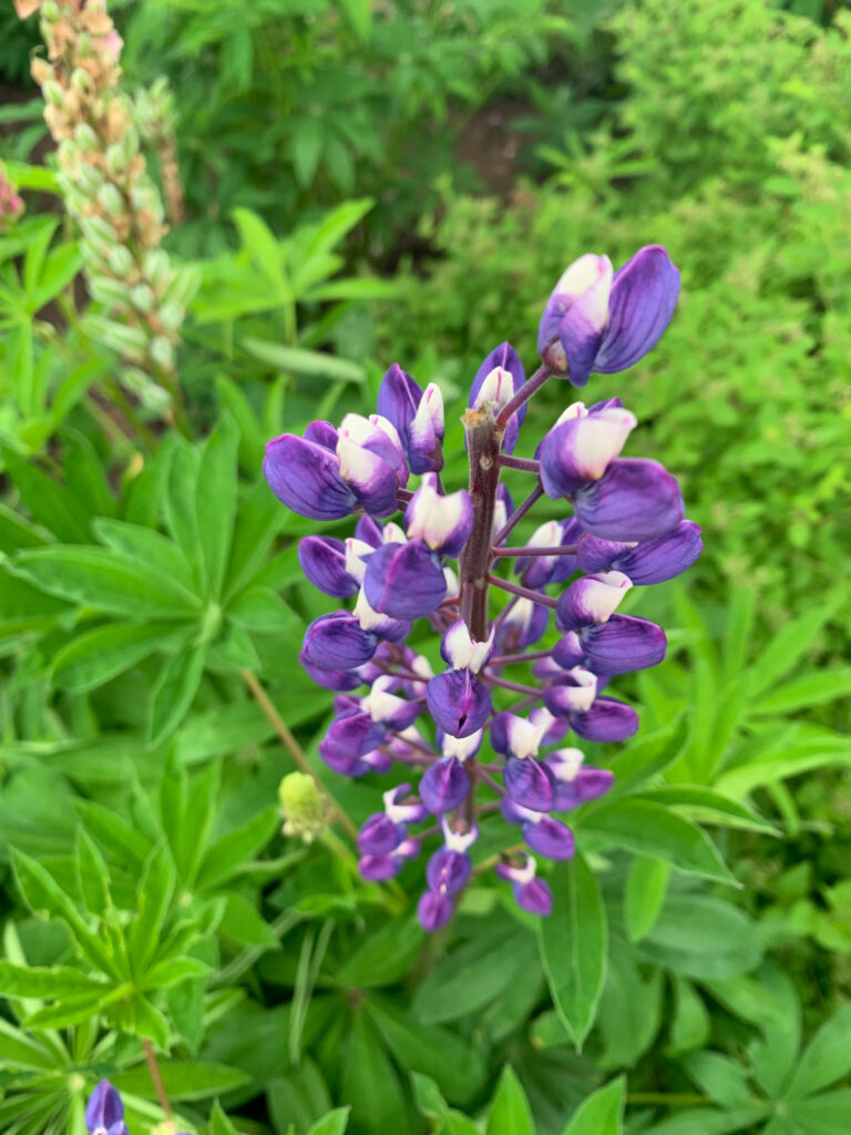 charlottestown prince edward island in canada; mother daughter trip; canada road trip; traditional canadian city; lupins