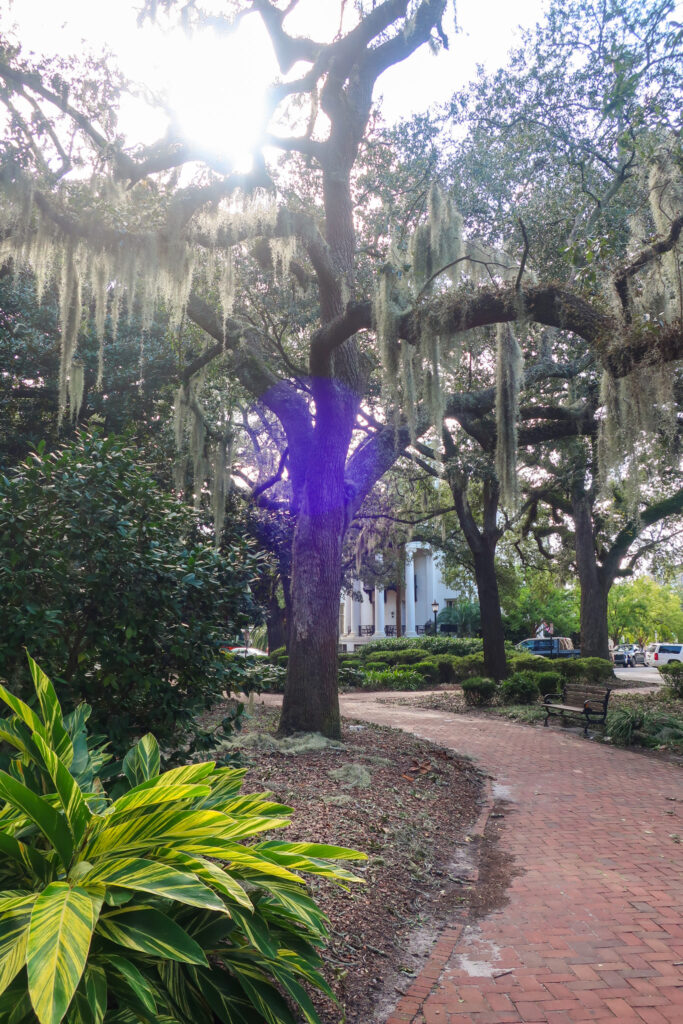 tree in park town square covered in spanish moss in savannah, georgia; female travel; women who travel; travel tips; roadtrip usa