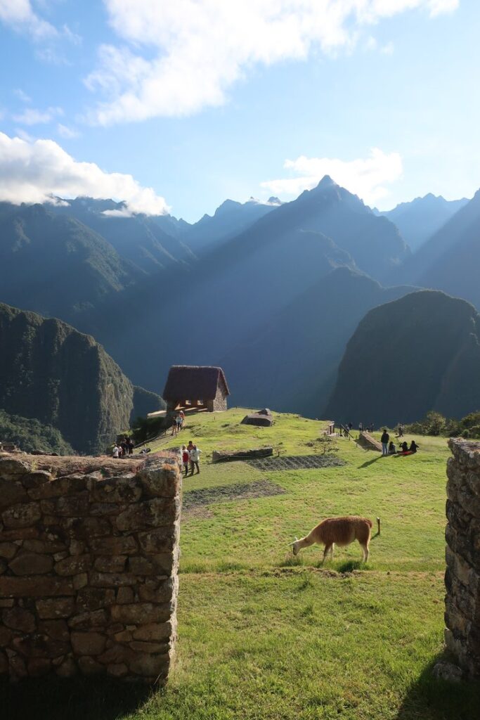 alpacas at machu picchu in peru, south america; solo female travel; solo backpacking; backpacking south america; backpacking tips; peru itinerary;