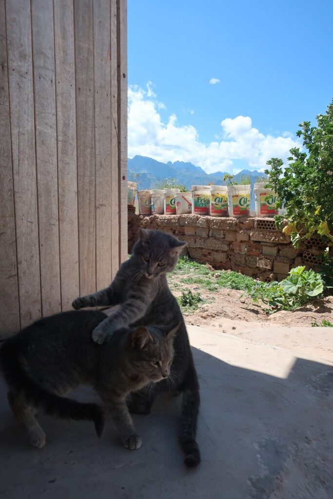 cats playing in the sacred valley in peru, south america; solo female travel; solo backpacking; backpacking south america; backpacking tips; peru itinerary;