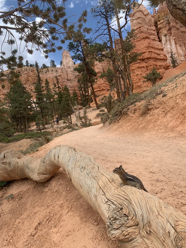 chipmunk on a log in bryce national park, utah, usa; mother daughter trip; road trip south west; south west usa; utah travel itinerary; road trip tips; female travel; united states national park trip