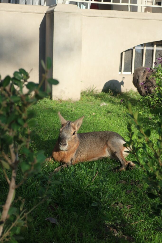 patagonian mara in grass in buenos aires argentina; ecoparque buenos aires; backpacking south america; solo backpacking trip; female backpacking trip tips; solo travel tips; solo female travel; argentina travel itinerary