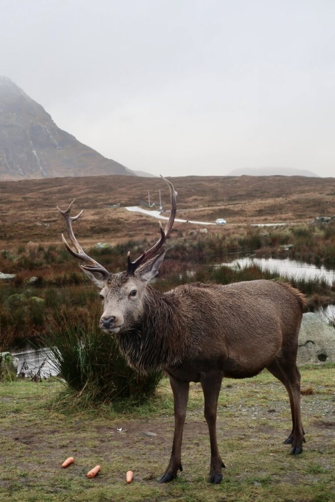 deer eating carrots in glencoe, scotland, uk, europe; solo travel; solo female travel; roadtrip scotland; roadtrip europe; scotland itinerary