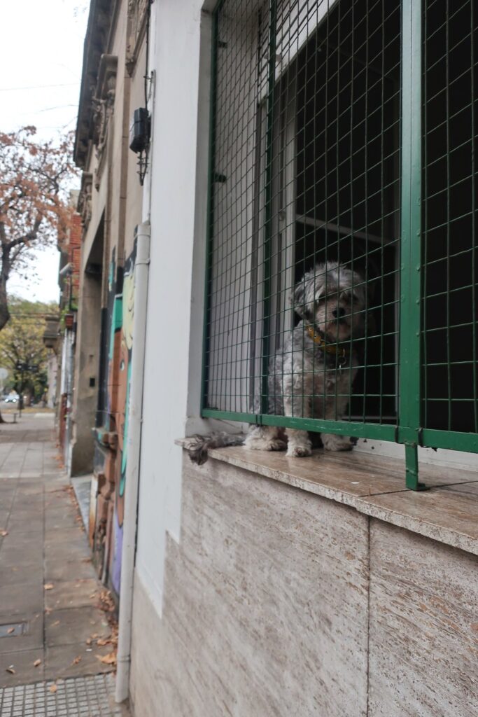 dog in window in palermo hollywood neighborhood in buenos aires argentina; ecoparque buenos aires; backpacking south america; solo backpacking trip; female backpacking trip tips; solo travel tips; solo female travel; argentina travel itinerary