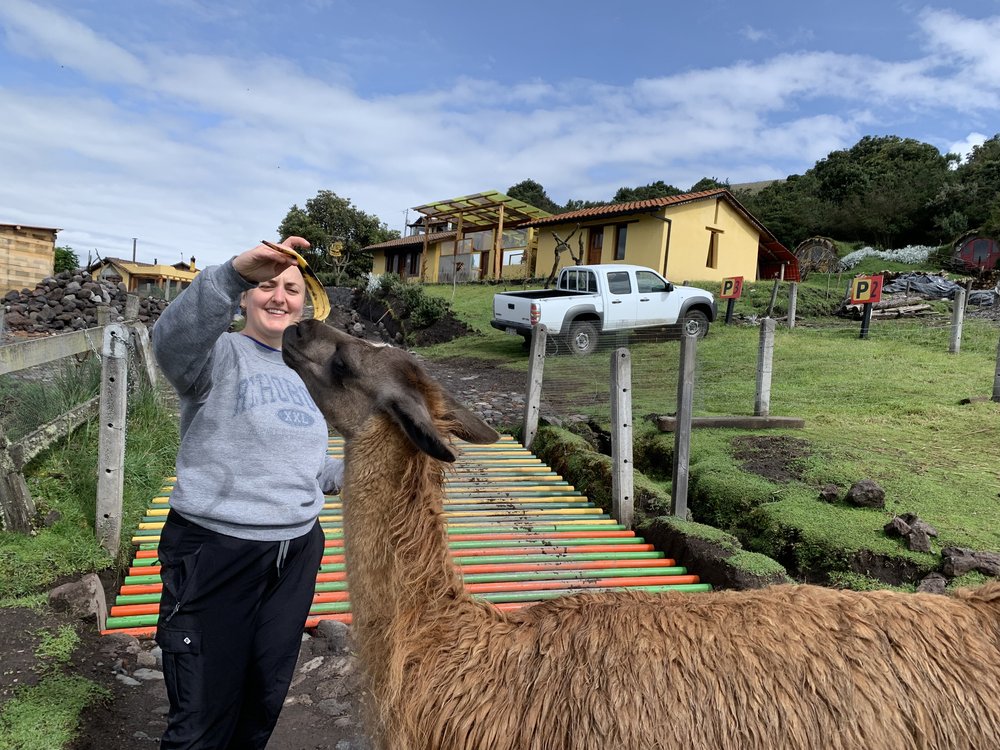 woman feeding alpaca, llama in cotopaxi ecuador, south america; solo female travel; solo backpacking; backpacking south america; backpacking tips; ecuador itinerary;