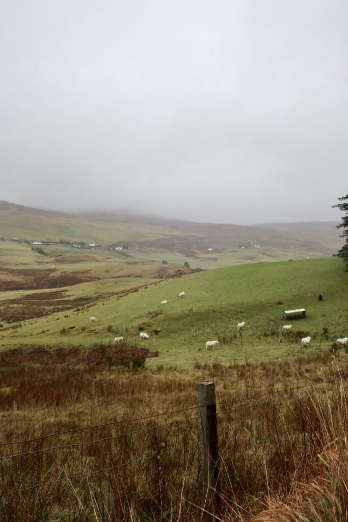 ram, sheep on hill on the isle of skye, scotland, uk, europe; solo travel; solo female travel; roadtrip scotland; roadtrip europe; scotland itinerary