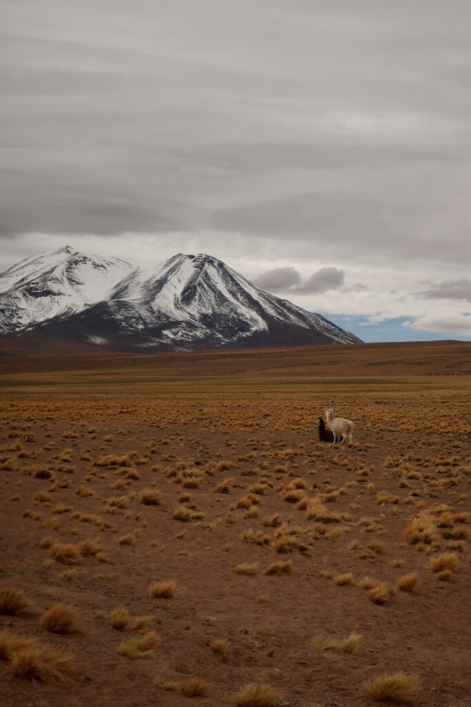 llamas, alpacas in san pedro de atacama chile; south american desert; solo travel; solo female travel; backpacking south america; backpacking tips; chile travel itinerary; chile travel; south america travel destinations; where to visit in south america