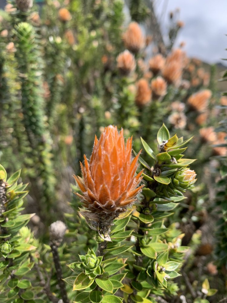 cactus plant in cotopaxi ecuador, south america; solo female travel; solo backpacking; backpacking south america; backpacking tips; ecuador itinerary;