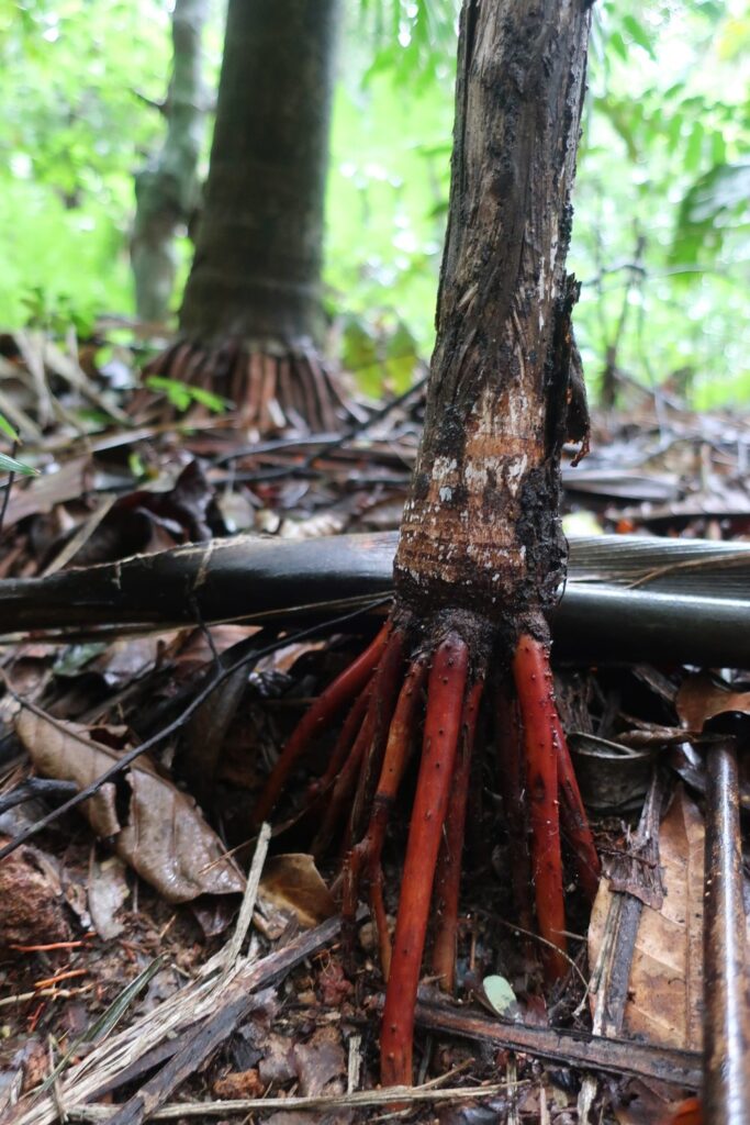 red roots of tree in tijuca rainforest in Rio de Janeiro, Brazil; backpacking south america; solo backpacking trip; female backpacking trip tips; solo travel tips; solo female travel; brazil travel itinerary