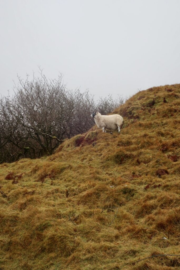 ram, sheep on hill on the isle of skye, scotland, uk, europe; solo travel; solo female travel; roadtrip scotland; roadtrip europe; scotland itinerary