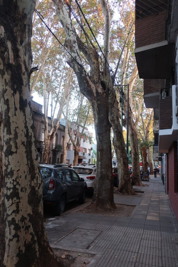 palermo hollywood tree-lined street in buenos aires argentina; backpacking south america; solo backpacking trip; female backpacking trip tips; solo travel tips; solo female travel; argentina travel itinerary