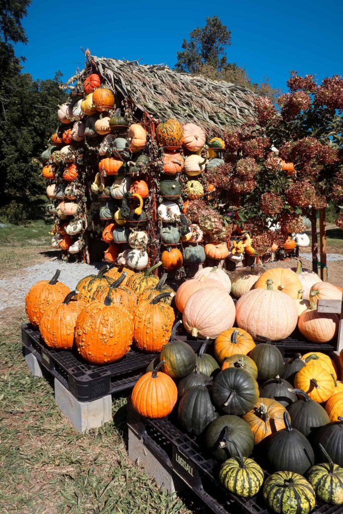 pumpkin patch in valle crucis north carolina
