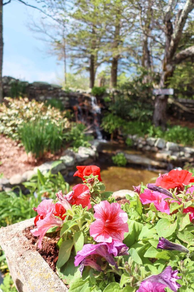 mountain flowers and pond in blowing rock north carolina