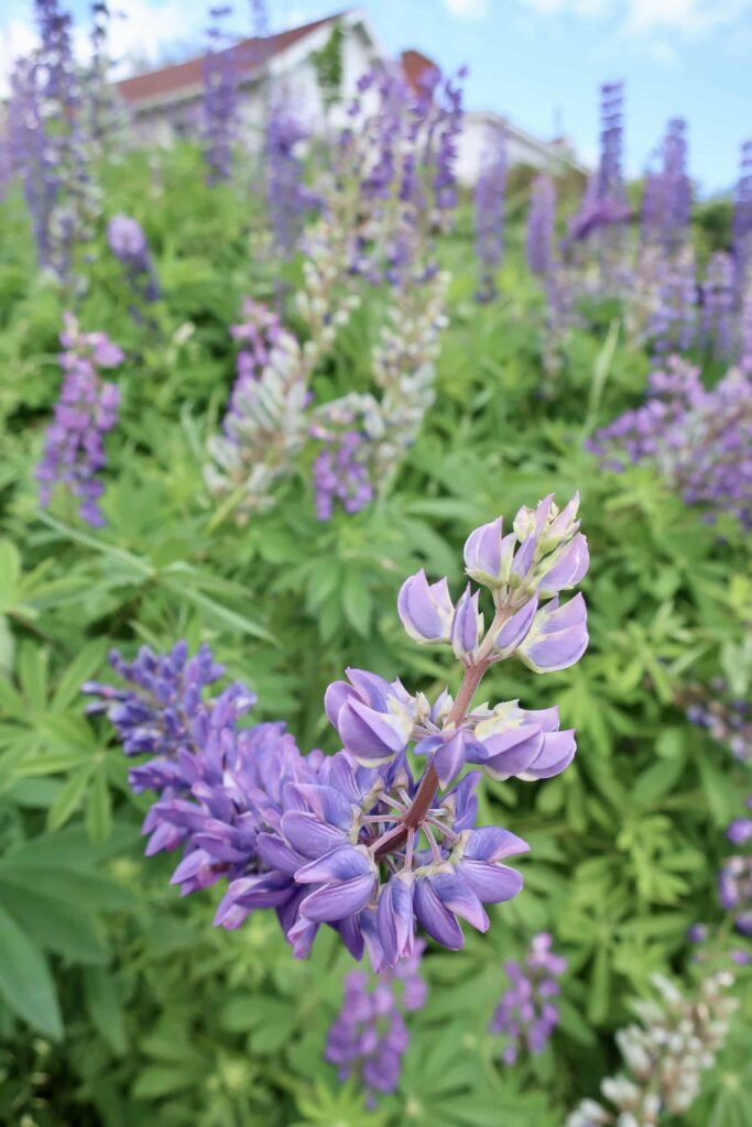 Purple lupins blooming wild in Nova Scotia