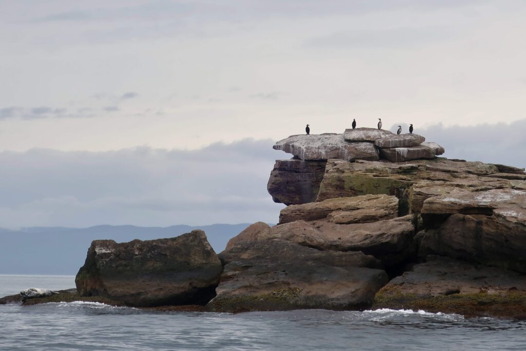 birdwatching tour on 4 day cabot trail itinerary