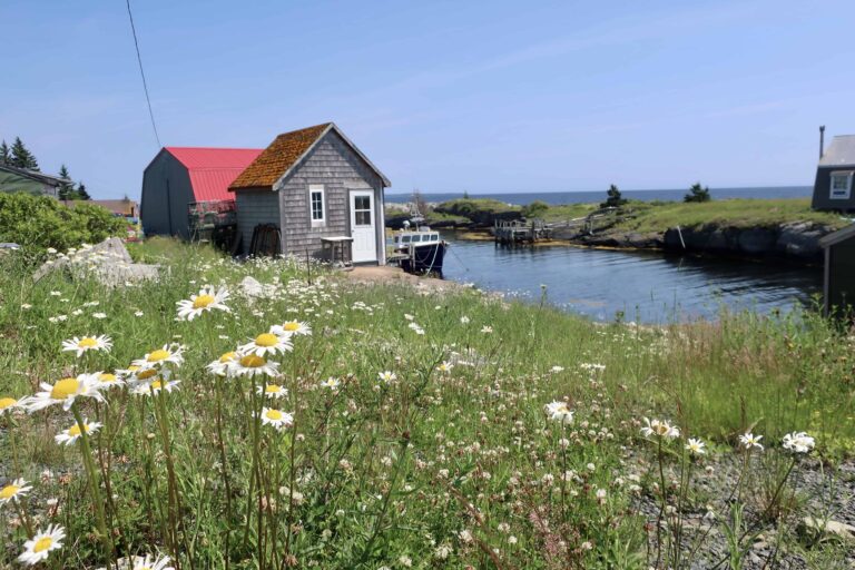 Daisies in a field in Blue Rocks beautiful Nova Scotia