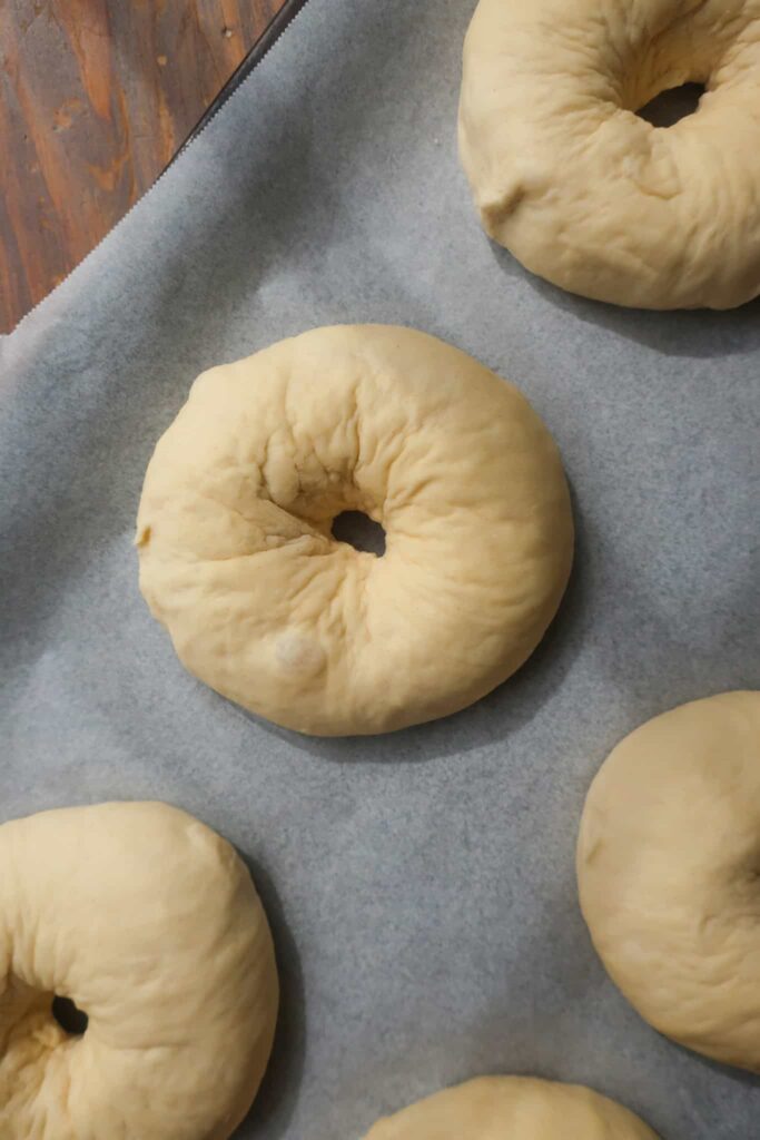 shaped and risen bagel dough